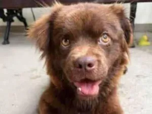 Cachorro raça Srd idade 7 a 11 meses nome Chocolate 