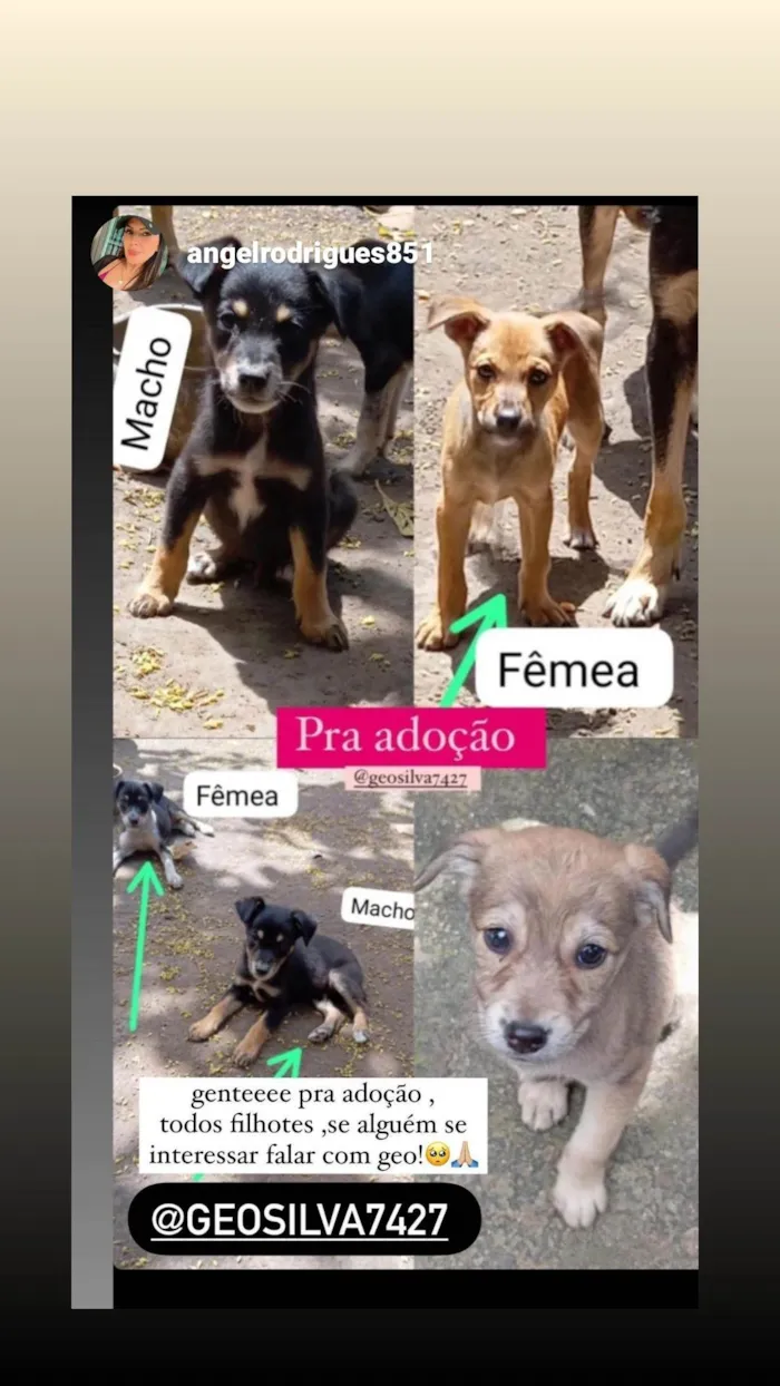 Cachorro ra a SRD-ViraLata idade 2 a 6 meses nome Não tem nome