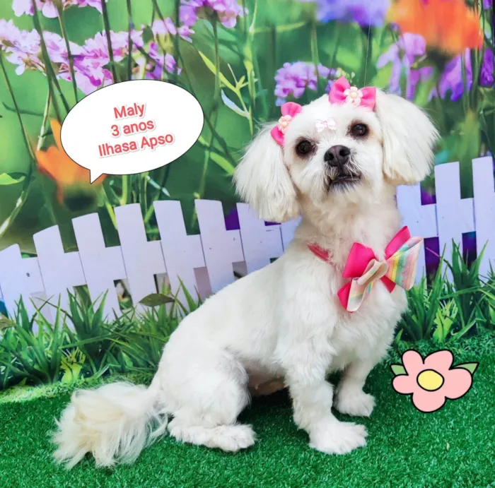 Cachorro ra a Ilhasa apso  idade 3 anos nome Maly