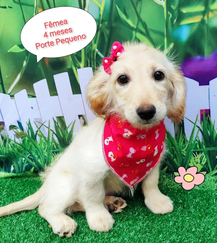 Cachorro ra a SRD-ViraLata idade 2 a 6 meses nome Melani 