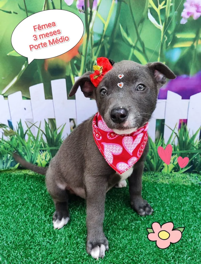 Cachorro ra a SRD-ViraLata idade 2 a 6 meses nome Yara