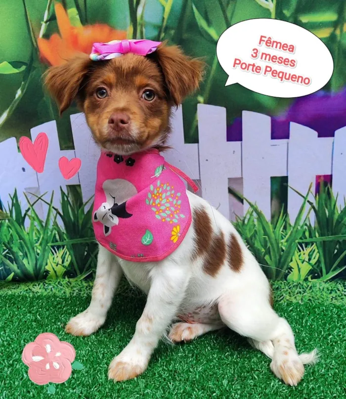 Cachorro ra a SRD-ViraLata idade 2 a 6 meses nome Hanna