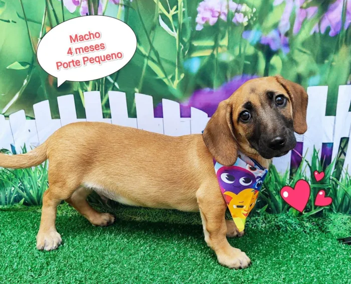 Cachorro ra a SRD-ViraLata idade 2 a 6 meses nome Thor