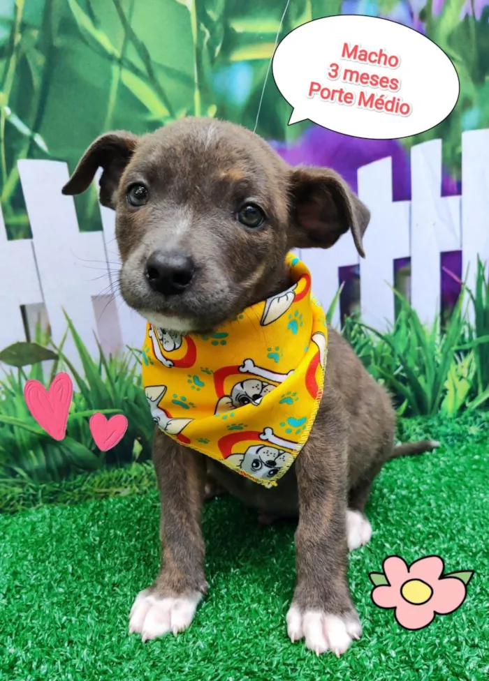 Cachorro ra a SRD-ViraLata idade 2 a 6 meses nome Enrico