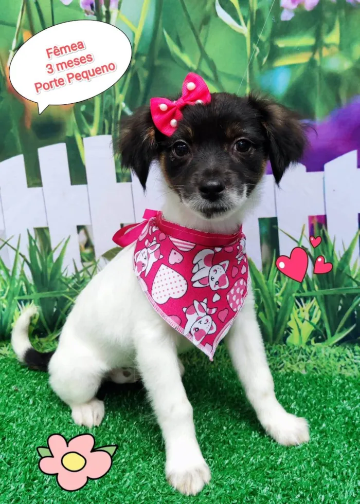 Cachorro ra a SRD-ViraLata idade 2 a 6 meses nome Vick