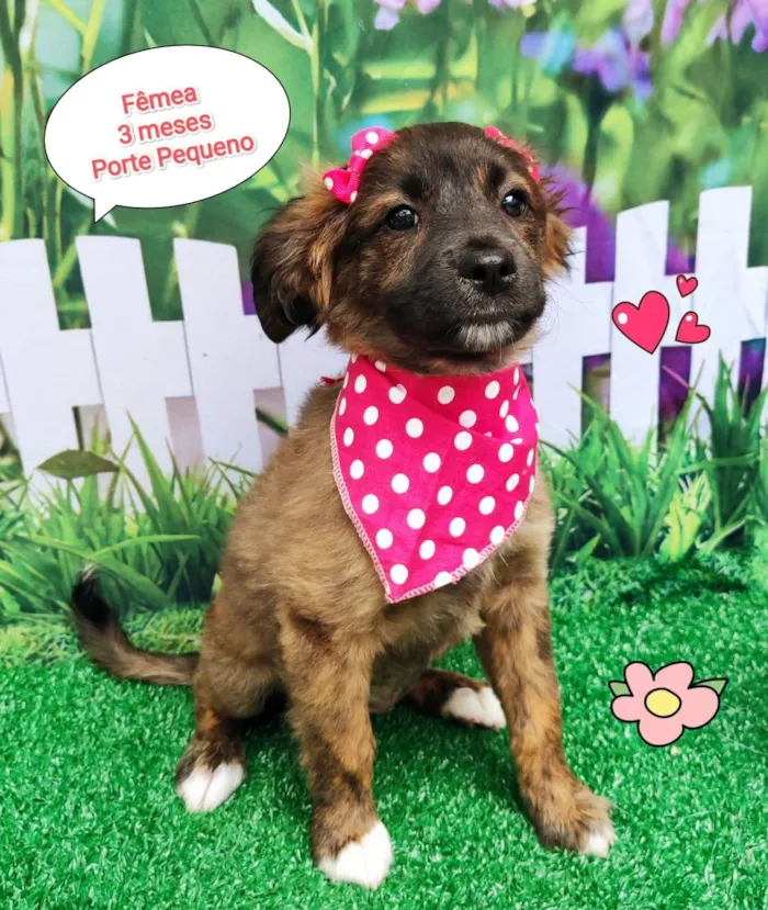 Cachorro ra a SRD-ViraLata idade 2 a 6 meses nome Angelina 