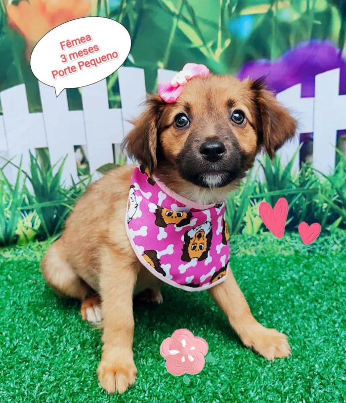 Cachorro ra a SRD-ViraLata idade 2 a 6 meses nome Tiara