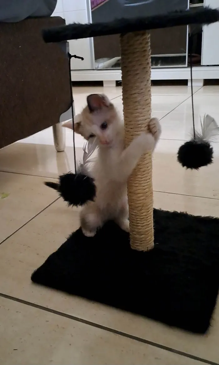 Gato ra a SRD idade Abaixo de 2 meses nome Fofinha