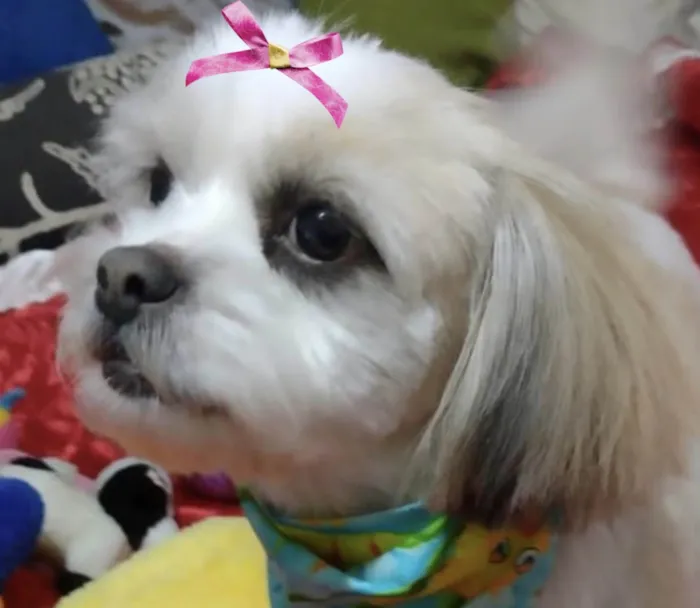 Cachorro ra a  idade 4 anos nome Charlotte 