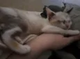 Fofinha