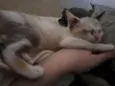 Fofinha