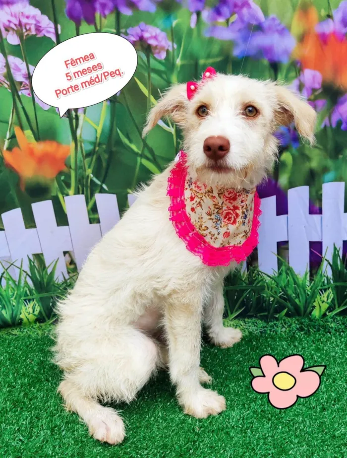 Cachorro ra a SRD-ViraLata idade 2 a 6 meses nome Larissa 
