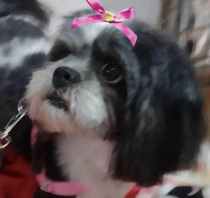 Cachorro ra a  idade 4 anos nome Pandora 