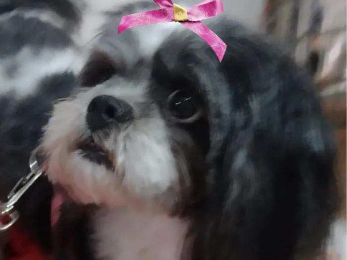 Cachorro ra a  idade 4 anos nome Pandora 