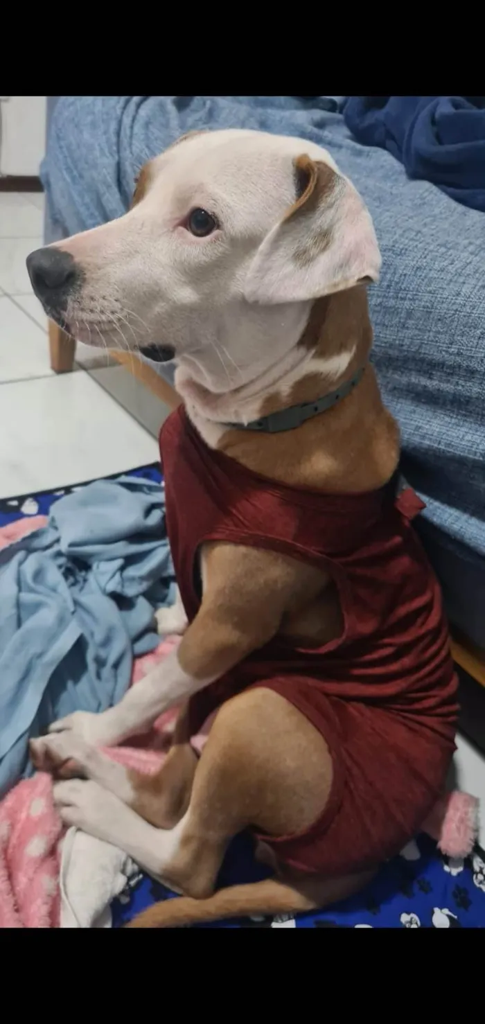 Cachorro ra a Srd idade 1 ano nome Charlene