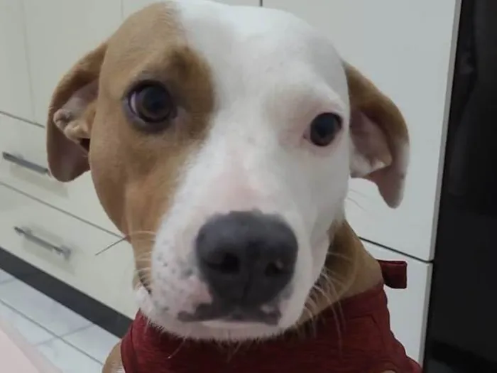 Cachorro ra a Srd idade 1 ano nome Charlene