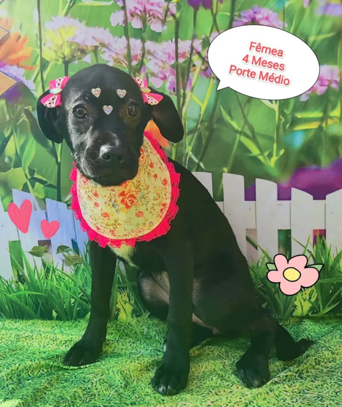 Cachorro ra a SRD-ViraLata idade 2 a 6 meses nome Kika