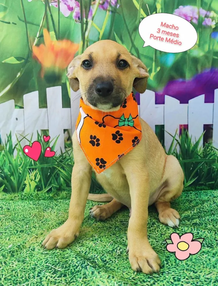 Cachorro ra a SRD-ViraLata idade 2 a 6 meses nome Joao