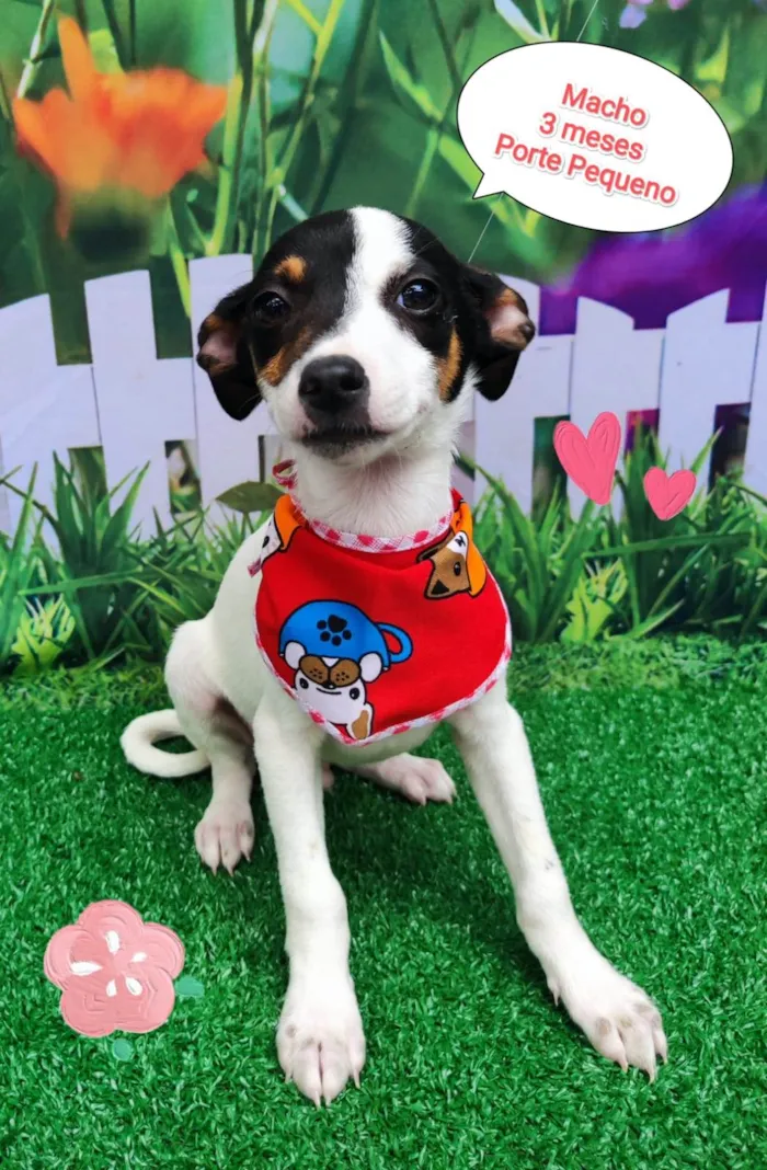 Cachorro ra a  idade 2 a 6 meses nome Jon 