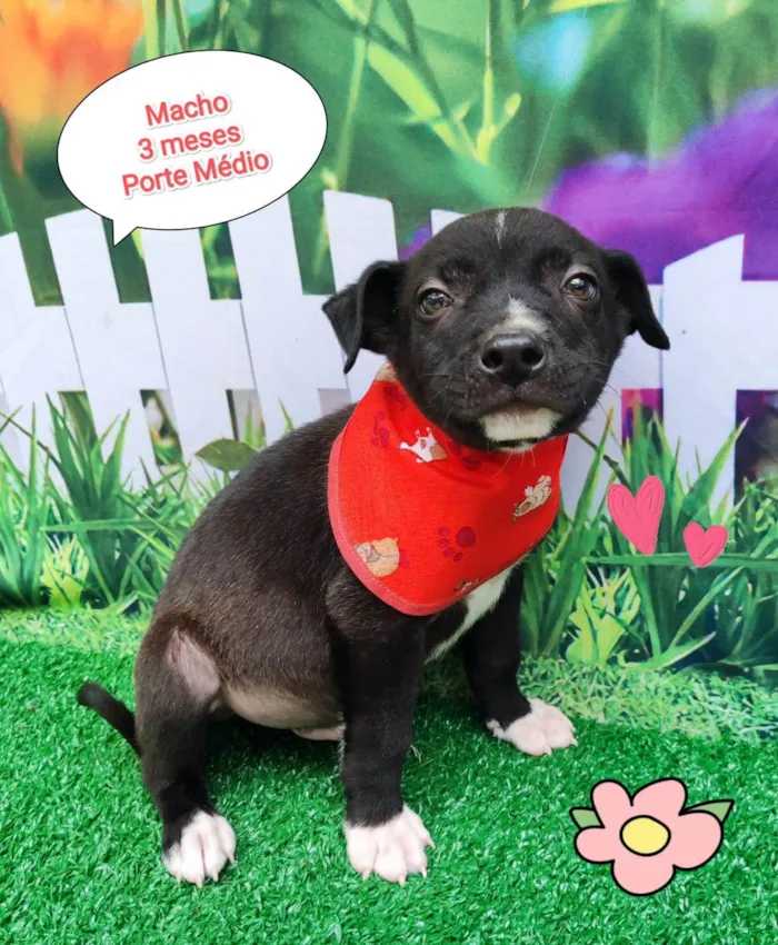 Cachorro ra a SRD-ViraLata idade 2 a 6 meses nome Rex