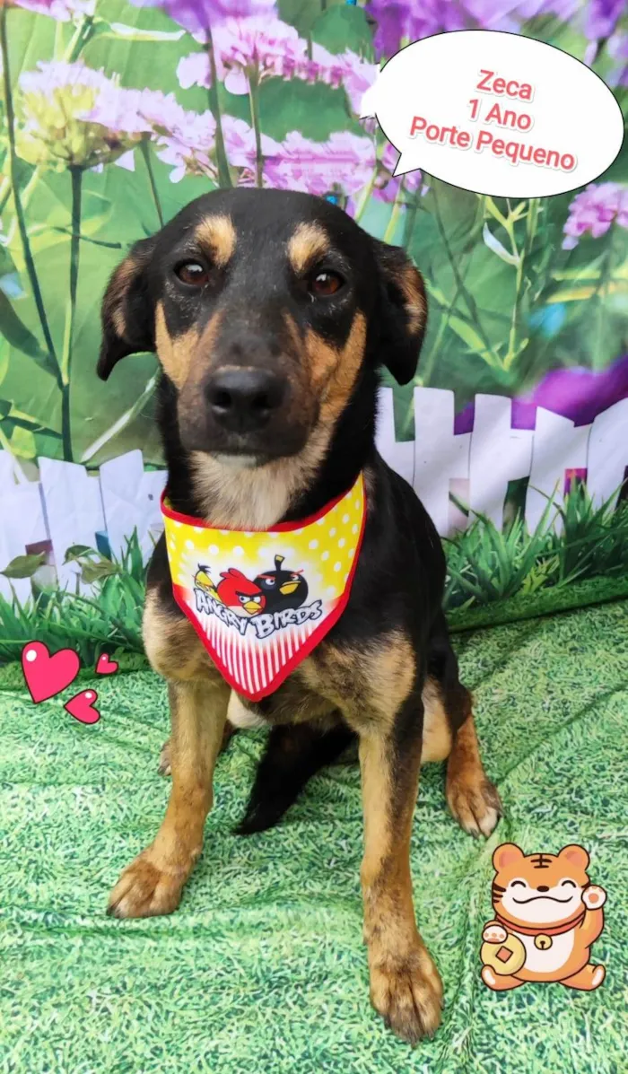 Cachorro ra a SRD-ViraLata idade 1 ano nome Zeca