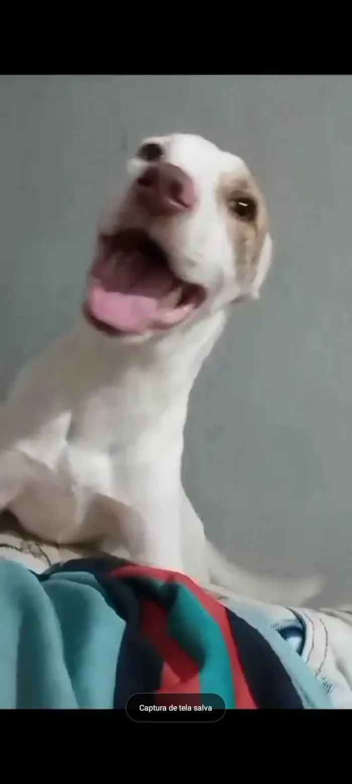 Cachorro ra a Pitbull rasiado idade 7 a 11 meses nome Zeus