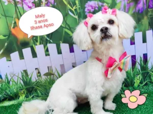 Cachorro raça Ilhasa apso  idade 3 anos nome Maly