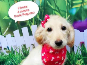 Cachorro raça SRD-ViraLata idade 2 a 6 meses nome Melani 