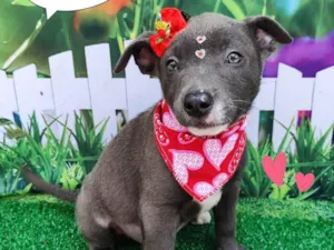 Cachorro raça SRD-ViraLata idade 2 a 6 meses nome Yara