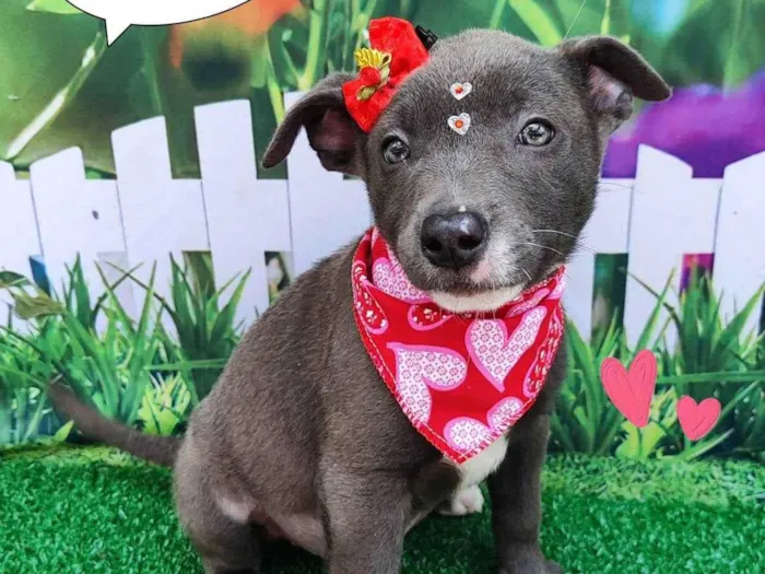 Cachorro ra a SRD-ViraLata idade 2 a 6 meses nome Yara
