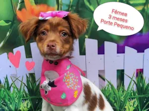 Cachorro raça SRD-ViraLata idade 2 a 6 meses nome Hanna