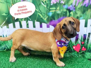 Cachorro raça SRD-ViraLata idade 2 a 6 meses nome Thor