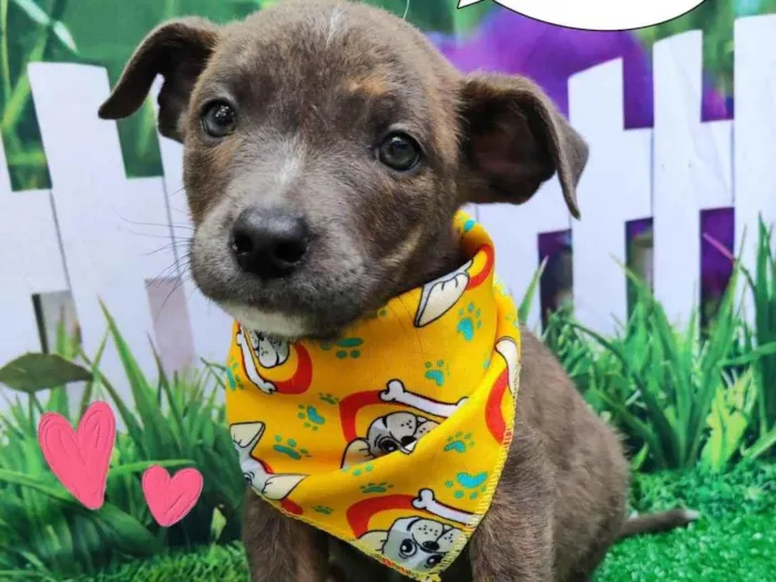 Cachorro ra a SRD-ViraLata idade 2 a 6 meses nome Enrico
