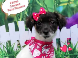 Cachorro raça SRD-ViraLata idade 2 a 6 meses nome Vick