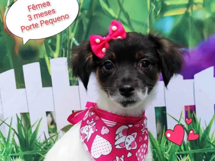 Cachorro ra a SRD-ViraLata idade 2 a 6 meses nome Vick