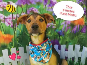 Cachorro raça SRD-ViraLata idade 2 a 6 meses nome Thor 4 meses 