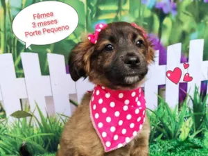 Cachorro raça SRD-ViraLata idade 2 a 6 meses nome Angelina 