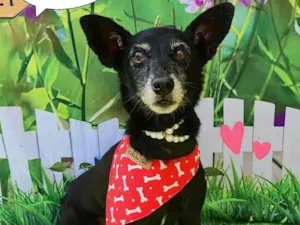 Cachorro raça SRD-ViraLata idade 6 ou mais anos nome Miguel 