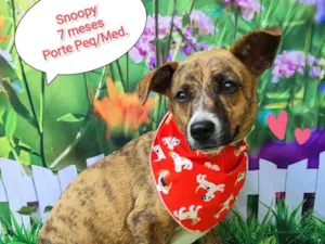 Cachorro raça SRD-ViraLata idade 7 a 11 meses nome Snoopy 