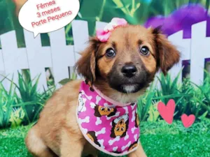 Cachorro raça SRD-ViraLata idade 2 a 6 meses nome Tiara