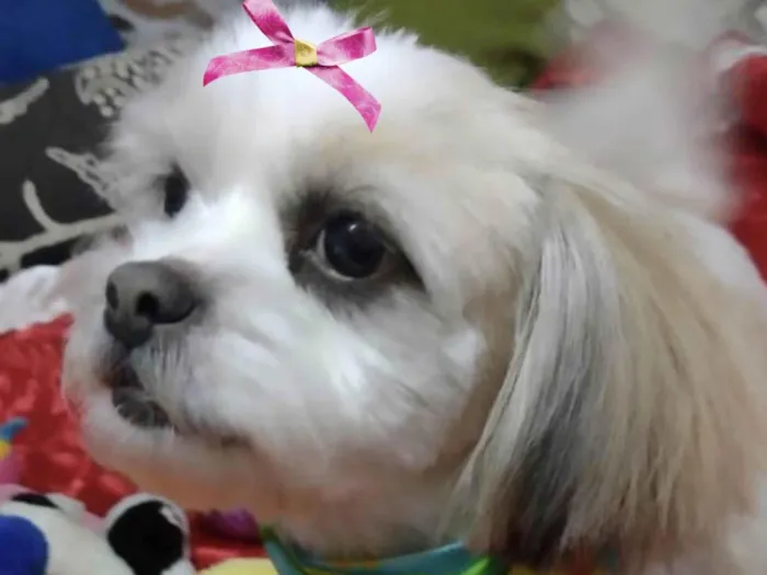 Cachorro ra a  idade 4 anos nome Charlotte 