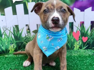Cachorro raça SRD-ViraLata idade 2 a 6 meses nome Tiago 
