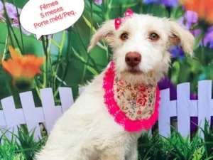 Cachorro raça SRD-ViraLata idade 2 a 6 meses nome Larissa 
