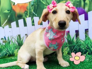 Cachorro raça SRD-ViraLata idade 2 a 6 meses nome Petra