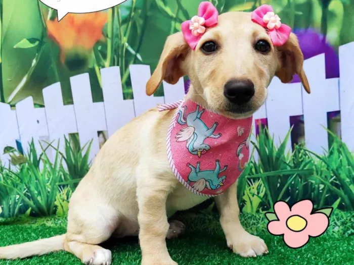 Cachorro ra a SRD-ViraLata idade 2 a 6 meses nome Petra