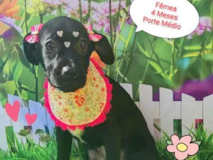 Cachorro raça SRD-ViraLata idade 2 a 6 meses nome Kika