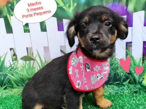Cachorro raça SRD-ViraLata idade 2 a 6 meses nome Luis