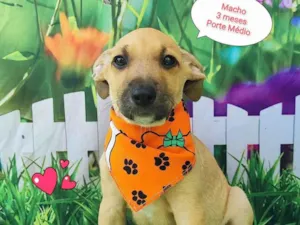 Cachorro raça SRD-ViraLata idade 2 a 6 meses nome Joao
