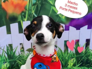Cachorro raça  idade 2 a 6 meses nome Jon 