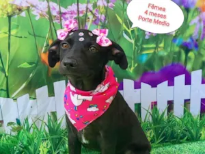Cachorro raça  idade 2 a 6 meses nome Jady